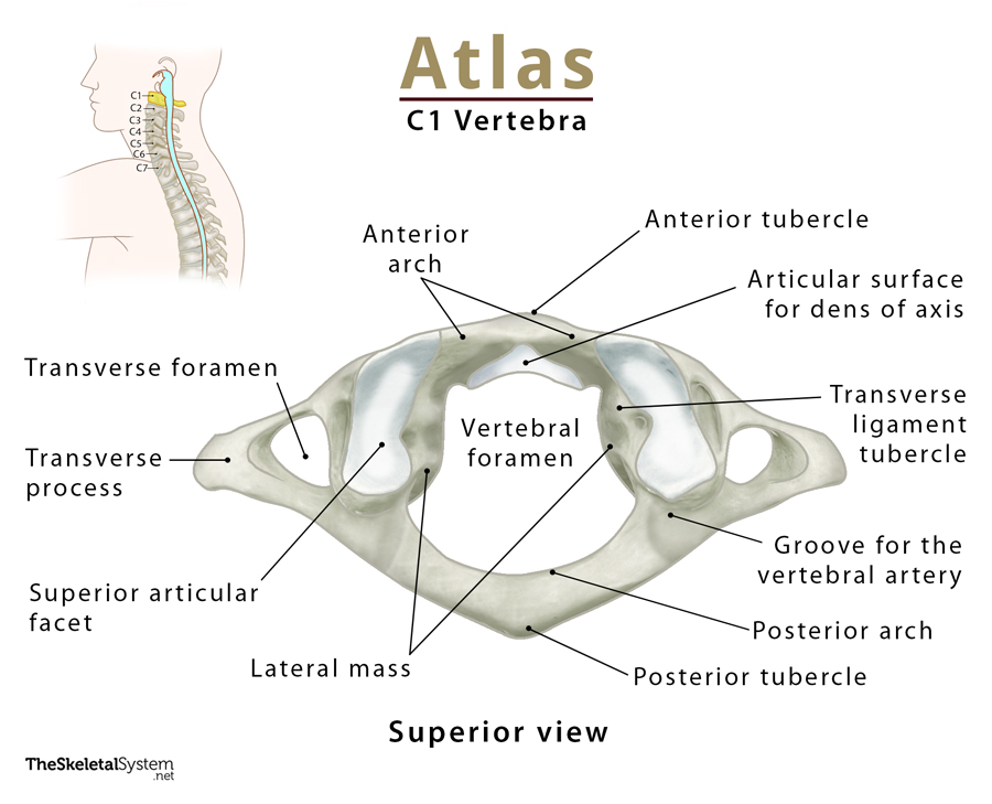 Atlas-Bone-C1.jpg