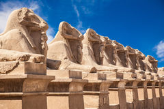 avenue-ram-headed-sphinxes-karnak-temple-luxor-egypt-50558574.jpg