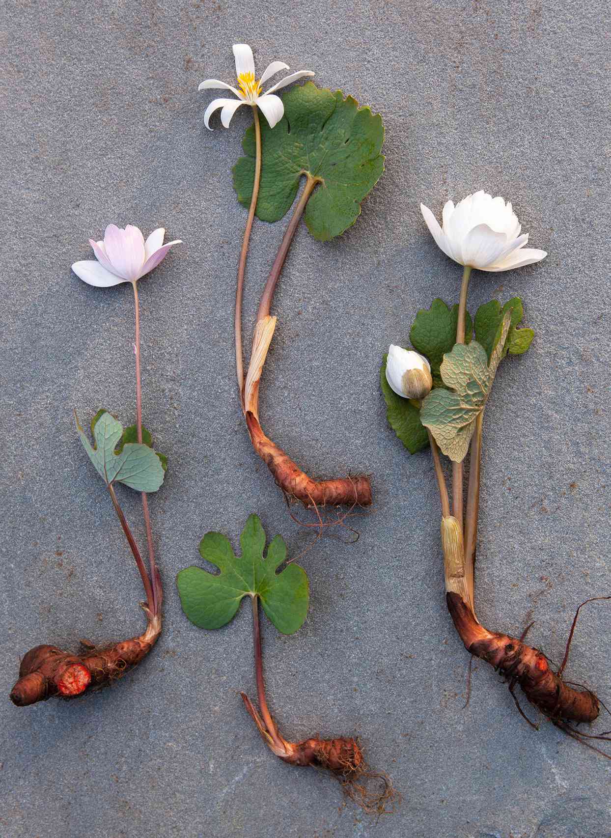 bloodroot-flowers-tubers-rhizomes-BEP8VN9zq21AutjtZk2Q89-0422-c8f13d2744f2463f8ad94265306a84bf.jpg