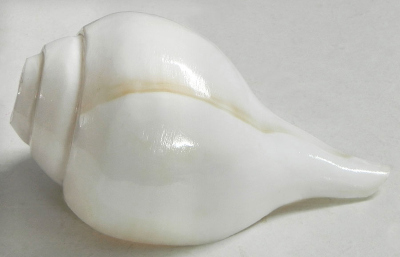 blow-bajane-wala-conch-shankh-1514936.jpg