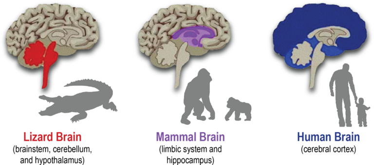 Brain-Development-BLOG-768x340-1.png