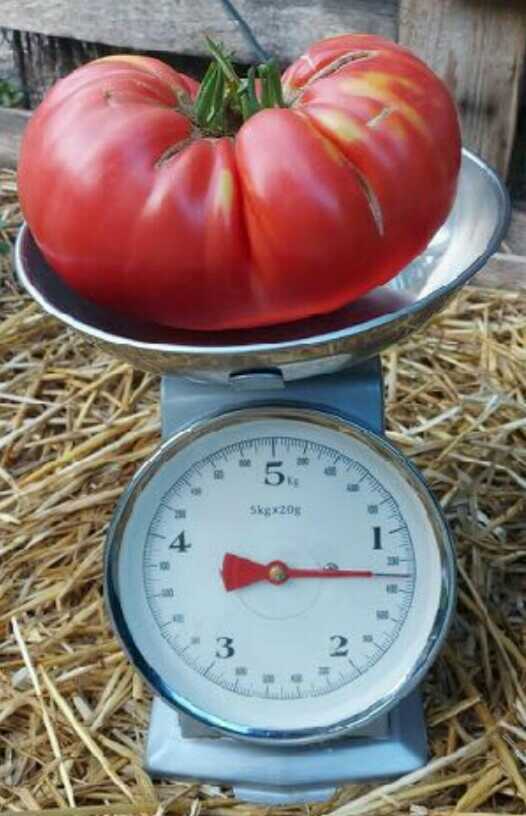 Electroculture tomato.jpg