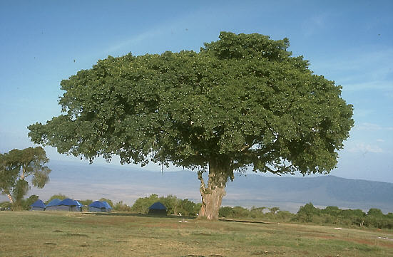 ficus_sycomorus_2.jpg