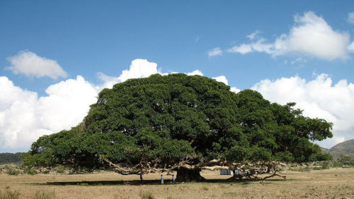 ficus_sycomorus_4.jpg