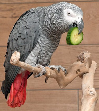 Grey parrot.jpg