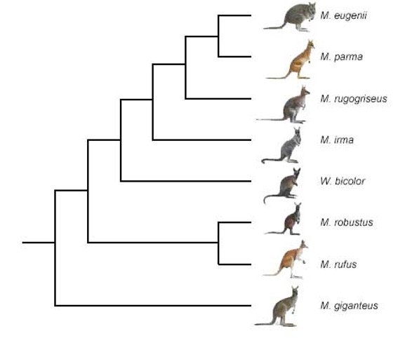 Kangaroo+phylogeny-2182514250.jpg