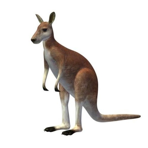 Kangaroo-v1-3485155551.jpg