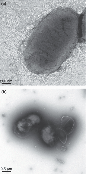 MicroOrganism shattered by Sound waves.gif