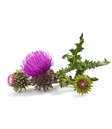 milk-thistle-seed-powder-organic.jpg