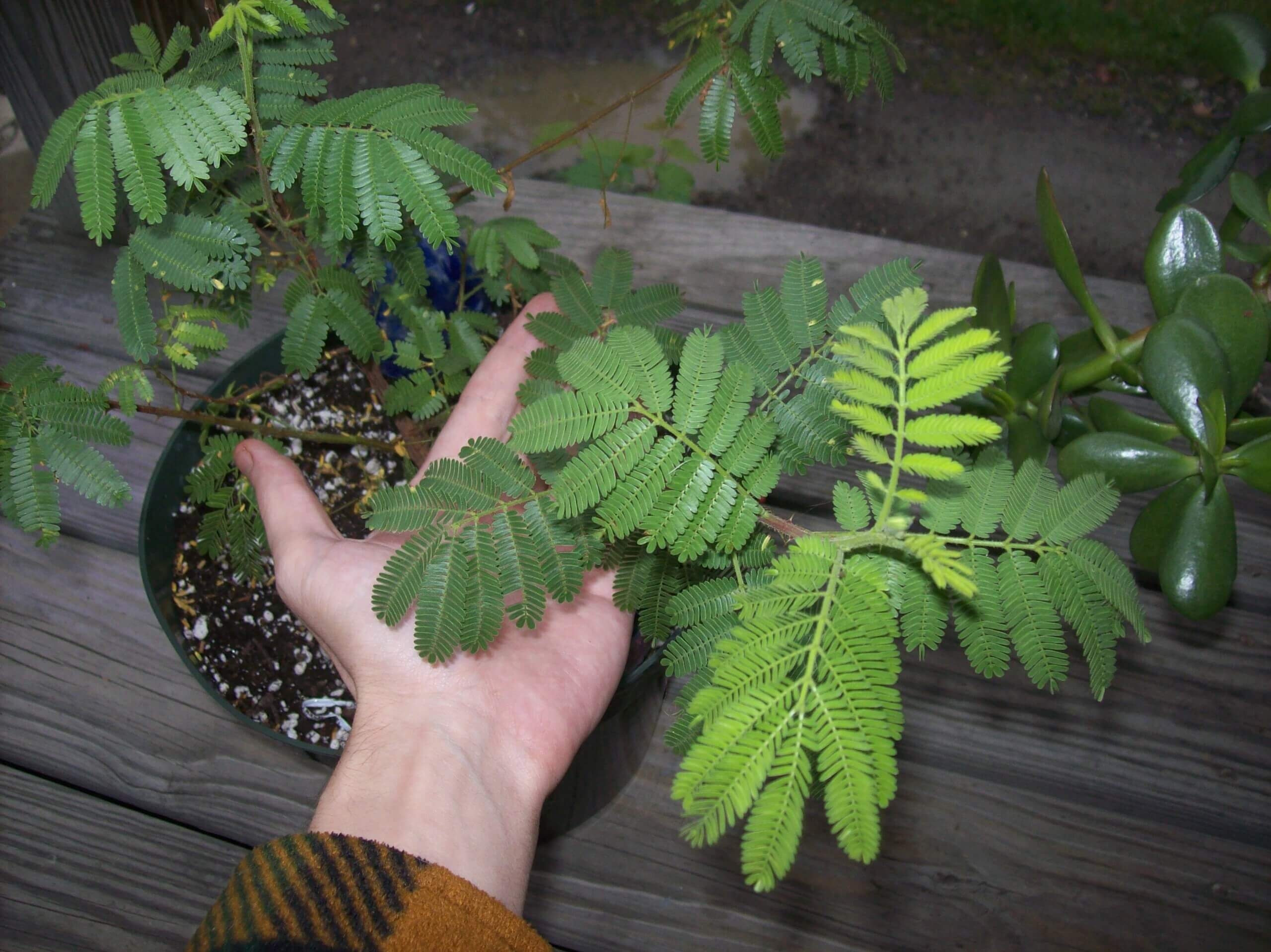 Mimosa_-tenuiflora-Jurema.jpg