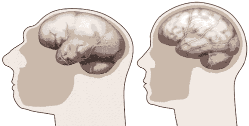 Neanderthal-and-Cro-Magnon-comparison.gif