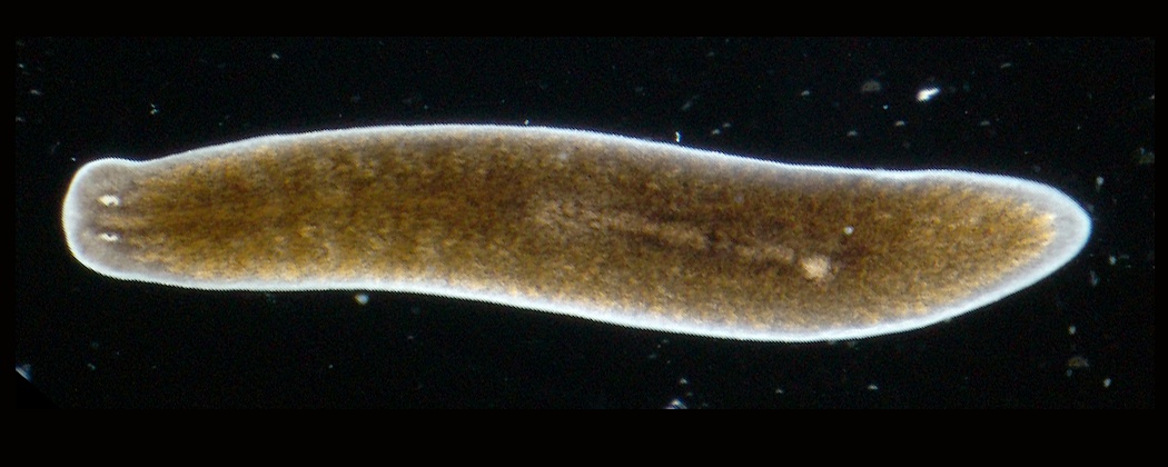 planarian.jpg