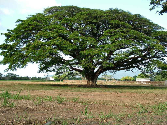 Rain Tree - Samanea saman 2.jpg