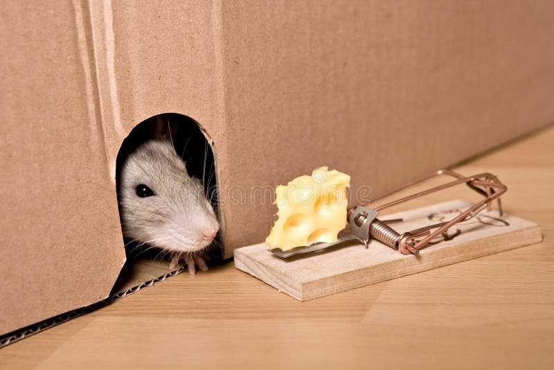 rat-mousetrap-cheese.jpg