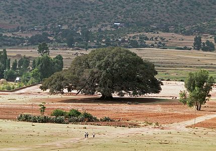 Sycomore_in_Ethiopia.jpg