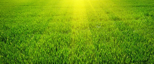 Lawn_Fotolia_72665840_XS.jpg