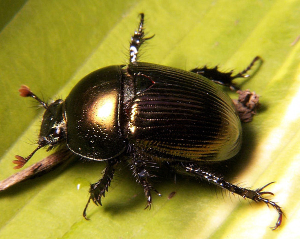 Dung_beetle_Geotrupes_sp.jpg