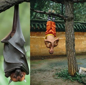 shaolin_bat.jpg