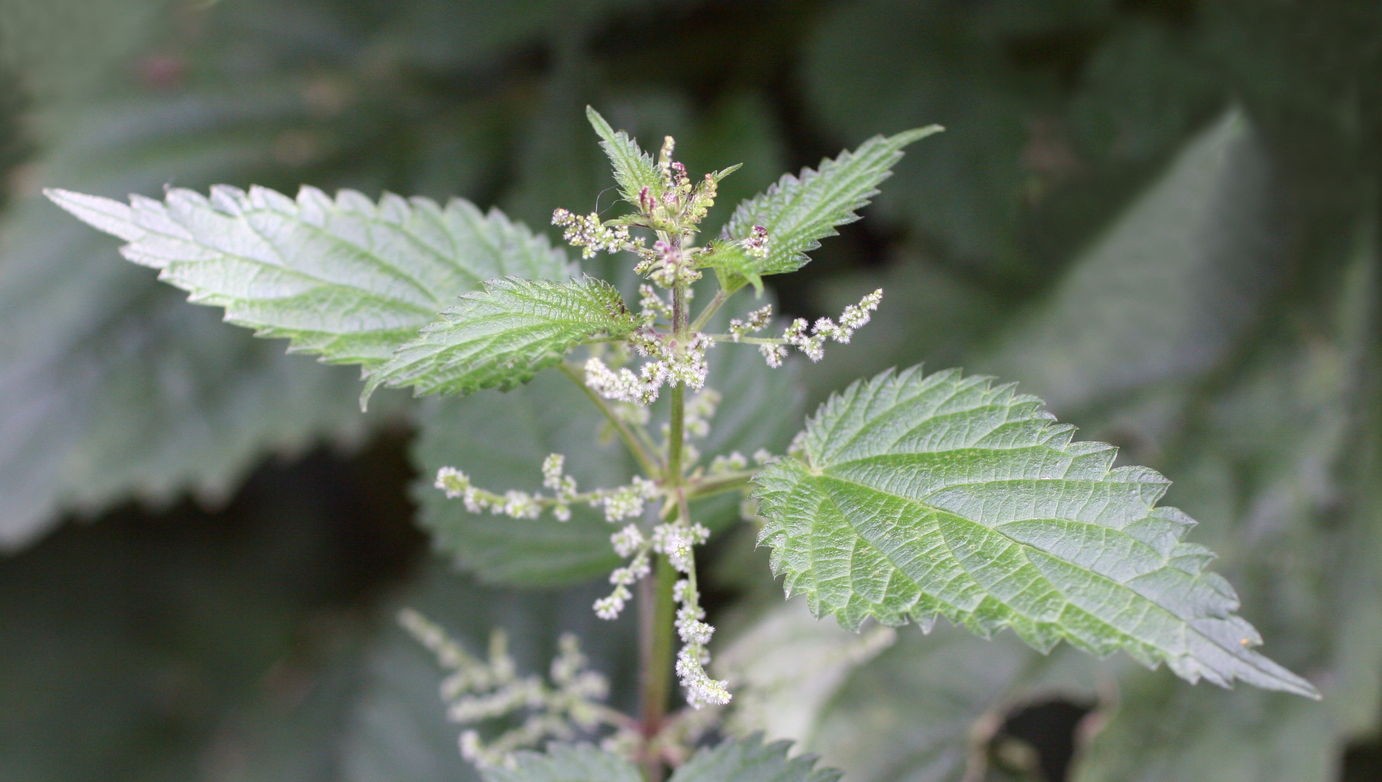 Stinging-nettle-foliage-flowers.jpg